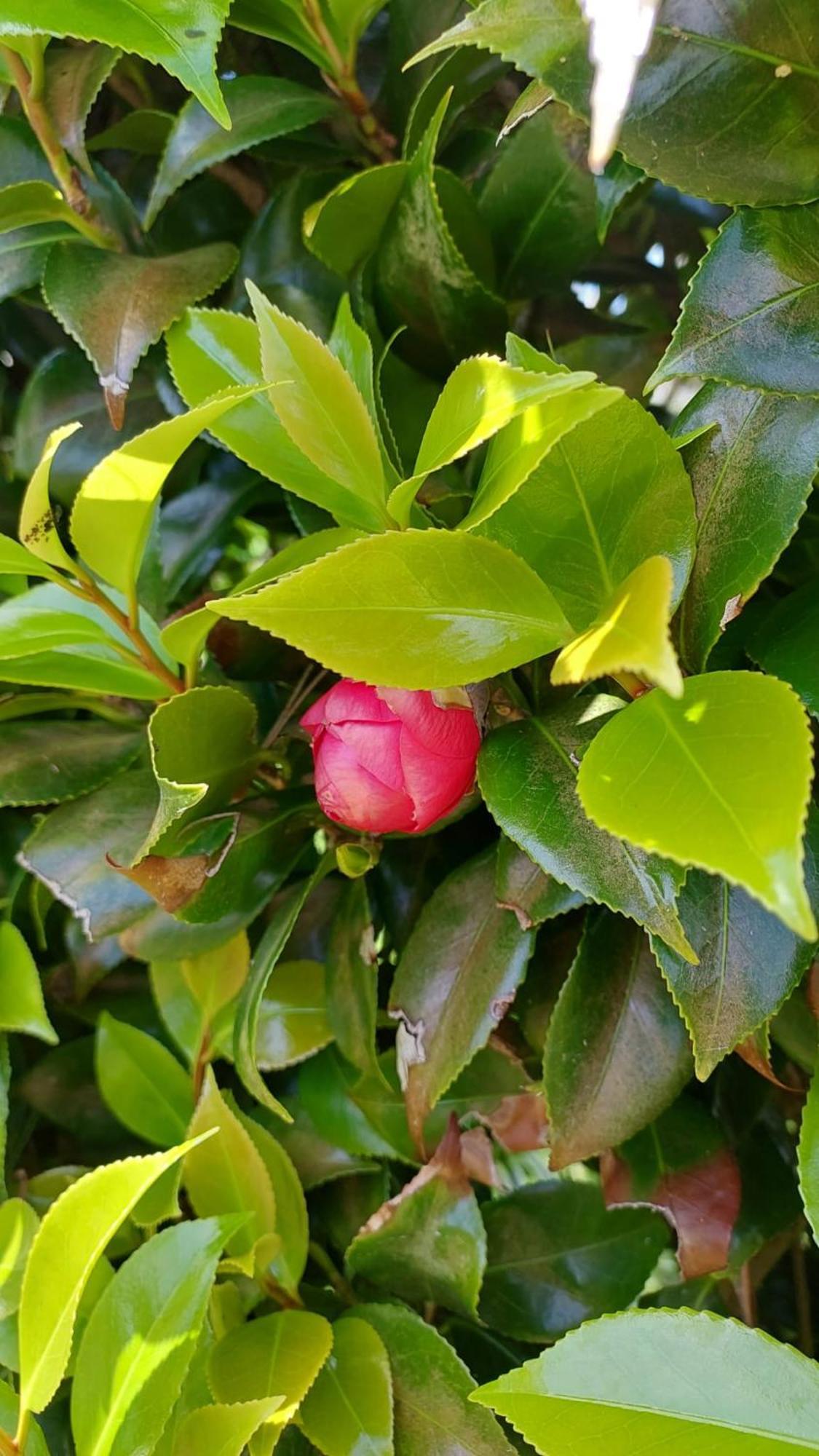 Retiro Das Camelias 1 Lajes das Flores Экстерьер фото