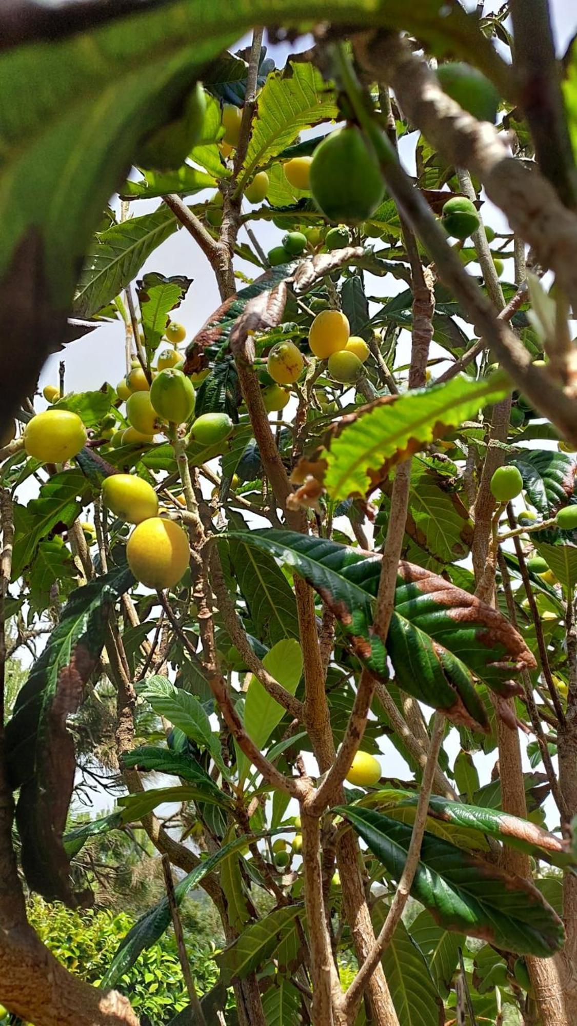 Retiro Das Camelias 1 Lajes das Flores Экстерьер фото