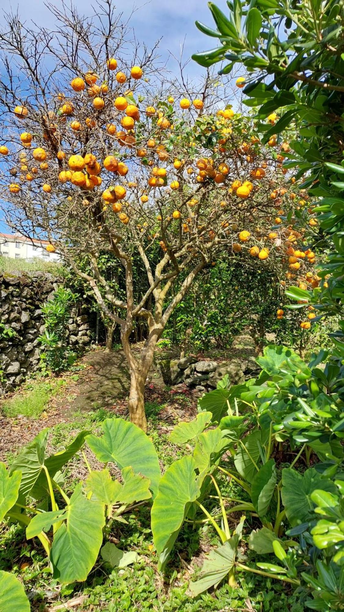 Retiro Das Camelias 1 Lajes das Flores Экстерьер фото