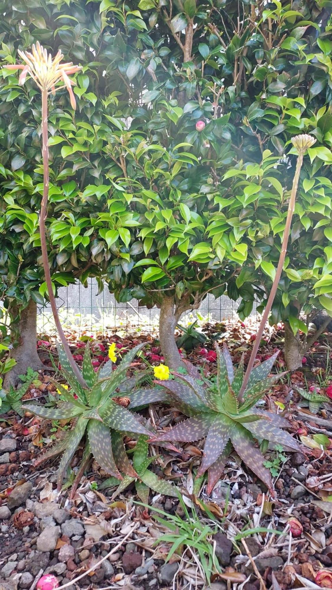 Retiro Das Camelias 1 Lajes das Flores Экстерьер фото